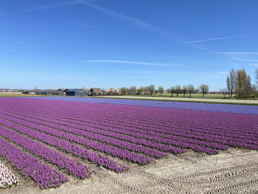 Lisse: Self-guided Tulip Fields GPS Audio Tour - Booking and Logistics