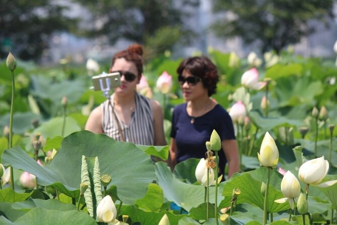 Lotus Flowers and Sunflower Field Tour From Busan