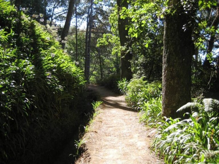 Madeira: Paradise Valley Levada Walk