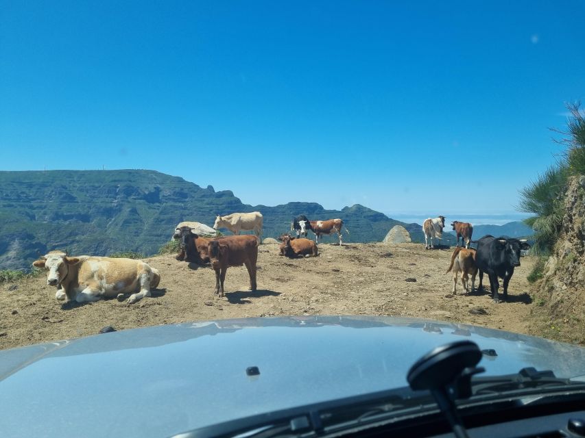 Madeira: Picturesque Peaks and Skywalk Private 4x4 Jeep Tour - Tour Details