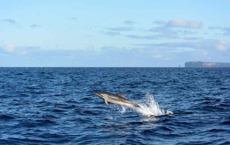 Madeira: Whale and Dolphin Watching Boat Tour From Machico