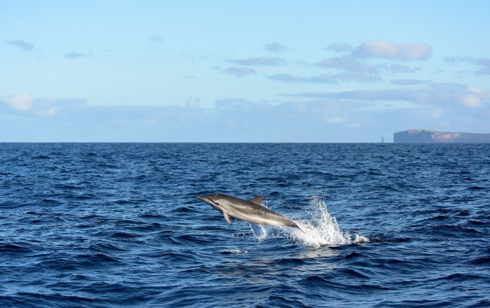 Madeira: Whale and Dolphin Watching Boat Tour From Machico - Experience Highlights