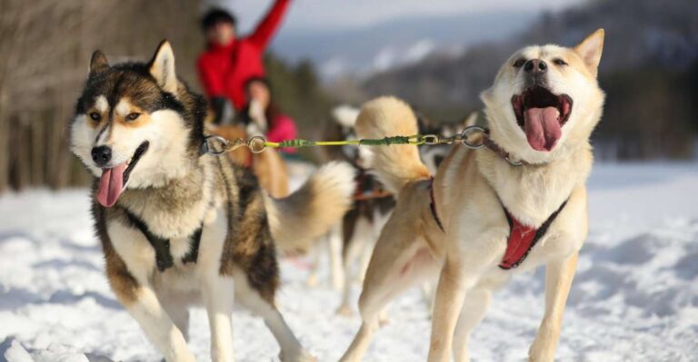 Mont-Tremblant: Dogsledding Experience