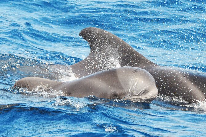Morro Jable: 2 Hours Magic Dolphin & Whale Watching With Drinks & Swim Stop. - Tour Details