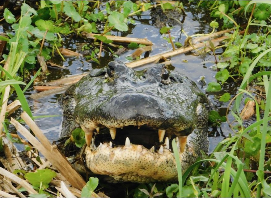 New Orleans: 10 Passenger Airboat Swamp Tour - Experience Highlights