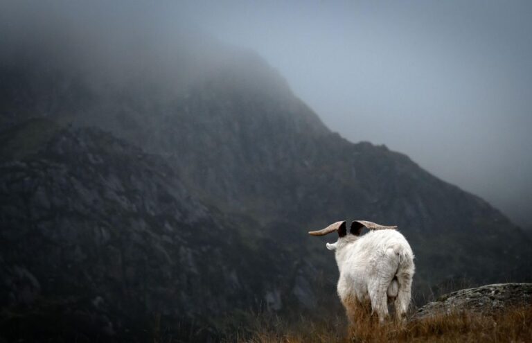 North Wales Rail Tour From London