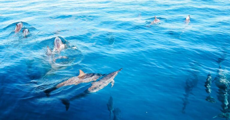 Oahu: Dolphin Watch, Turtle Snorkel, Waterslide Activities,