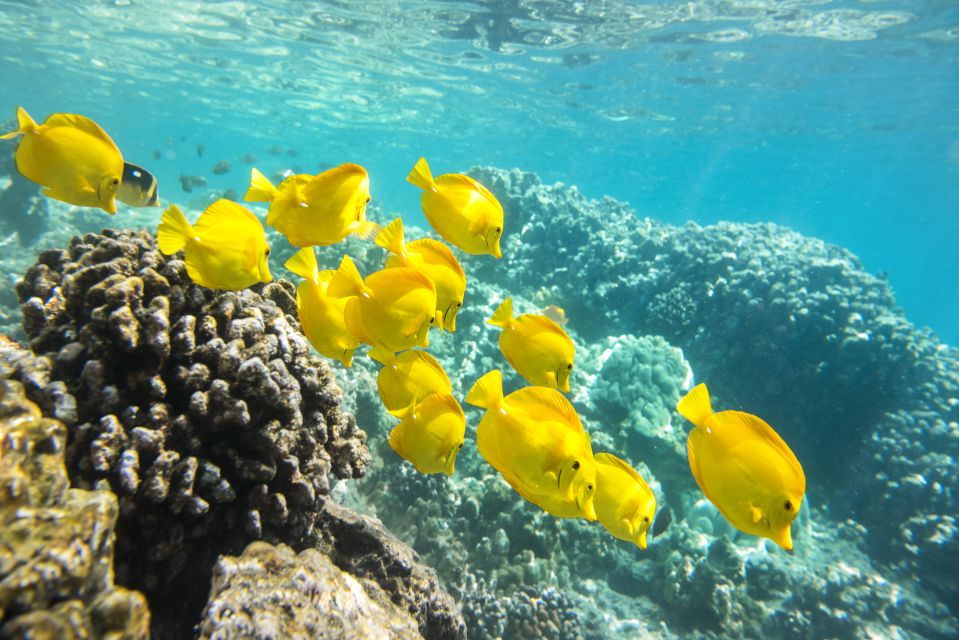 Oahu: Waikiki Snorkel and Sailing Day Trip With Lunch - Booking Details