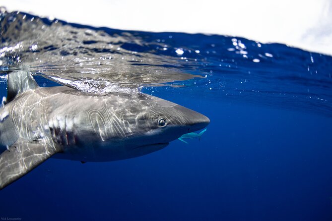 Open Water Shark Dive - Safety Guidelines for Shark Diving