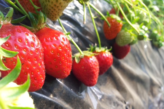 [Perfect Private Tour] Strawberry Farm & Nami Island & Lunch - Tour Highlights and Inclusions