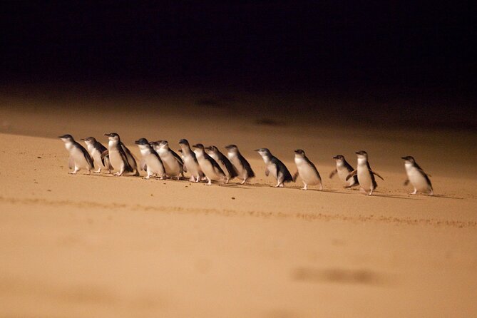 Phillip Island Penguin Parade Express Tour From Melbourne - Meeting Point and Schedule