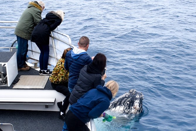 Phillip Island Whale Watching Tour - Tour Highlights and Features