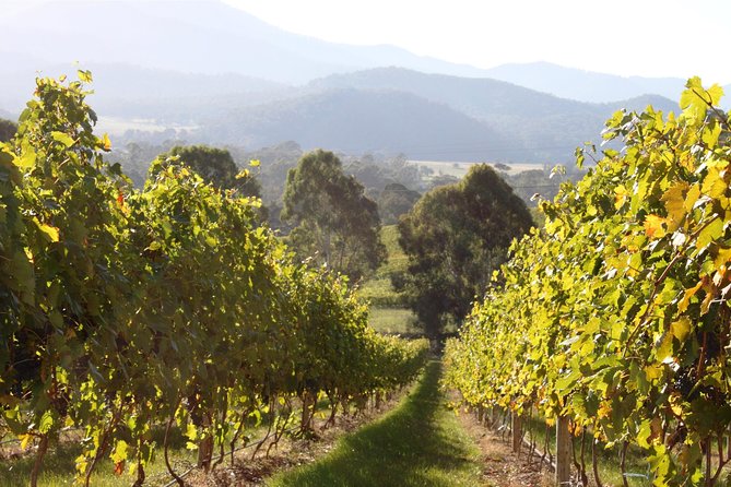Pizzini Wines King Valley Esperienza - Private Wine Tasting & Grazing Plate - Private Wine Tasting Experience