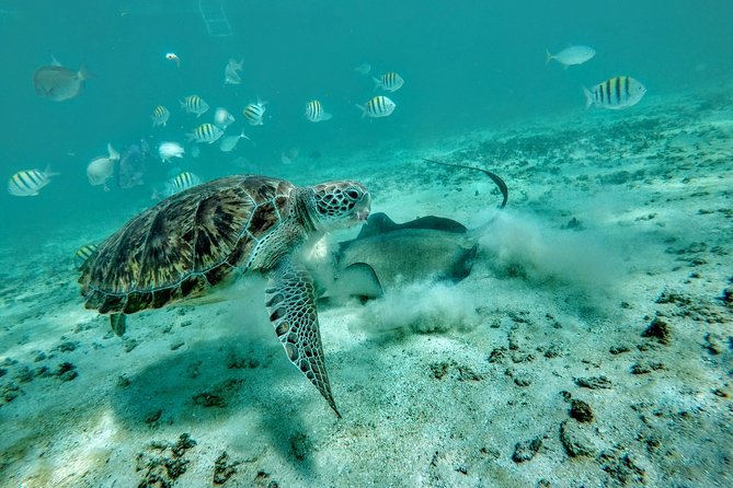 Private Cenote & Snorkeling Tour With Turtles in Akumal - Inclusions and Booking Policies