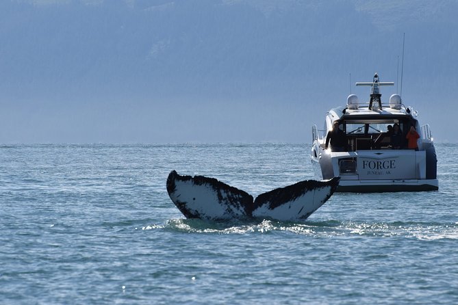 Private Luxury Whale Watch - Experience Highlights