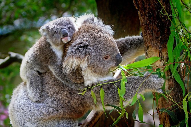 Private One Day Great Ocean Road Tour (12 Hour) - Tour Overview and Highlights