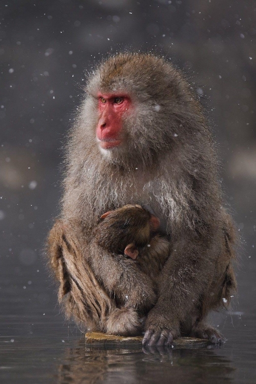 Private Snow Monkey Zenkoji Temple Sightseeing Day Tour - Tour Highlights and Itineraries