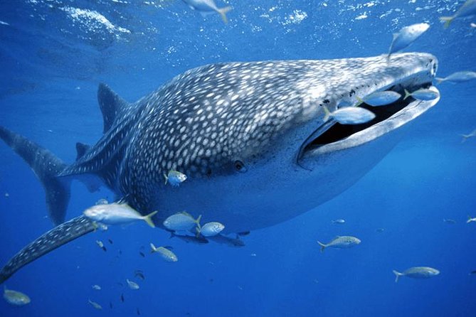 Private Whale Shark Ecofriendly Tour From Cancun - Tour Duration and Inclusions