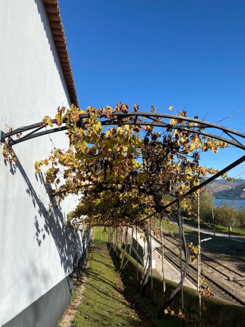 Quinta Dos Murças: Train, Walking, Lunch and Wine Tasting - Activity Details