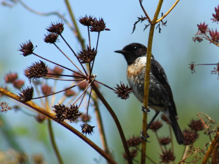 Ria De Aveiro: Birdwatching Tour (Full Day) - Tour Details