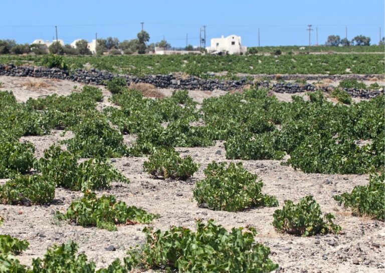 Santorini: Private Wine Tasting Experience at 3 Wineries