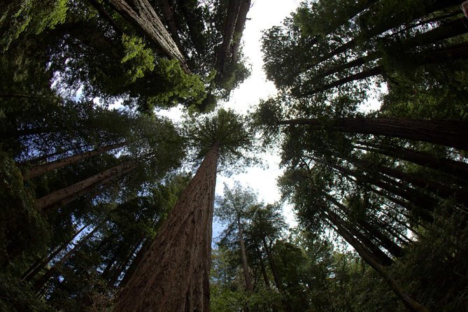 Small-Group Half Day Muir Woods and Sausalito Morning Tour - Tour Itinerary