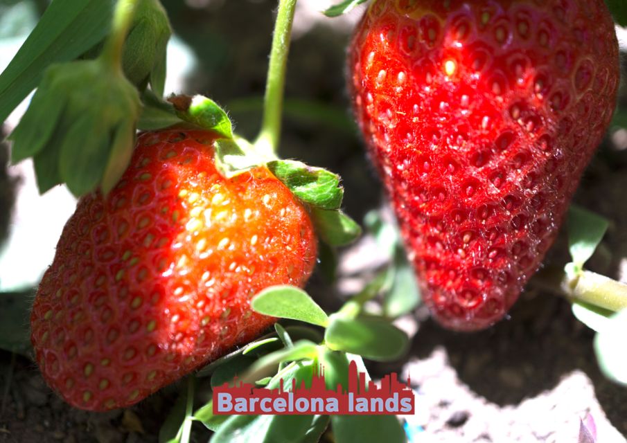Strawberries and Beers Tour in Maresme - Tour Overview