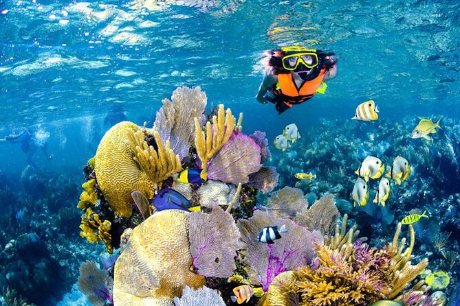 Tulum Area Experiences Guided Snorkeling Tour - Casa Cenote Ocean Reef & Lunch - Tour Inclusions