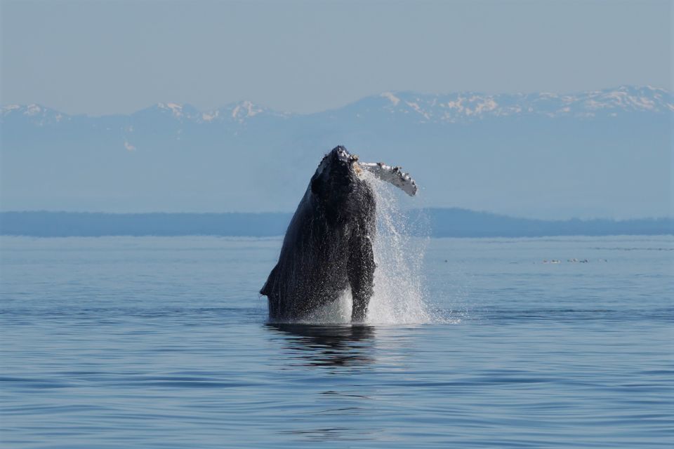 Vancouver Island: Spring Bears and Whales Full-Day Tour - Tour Details