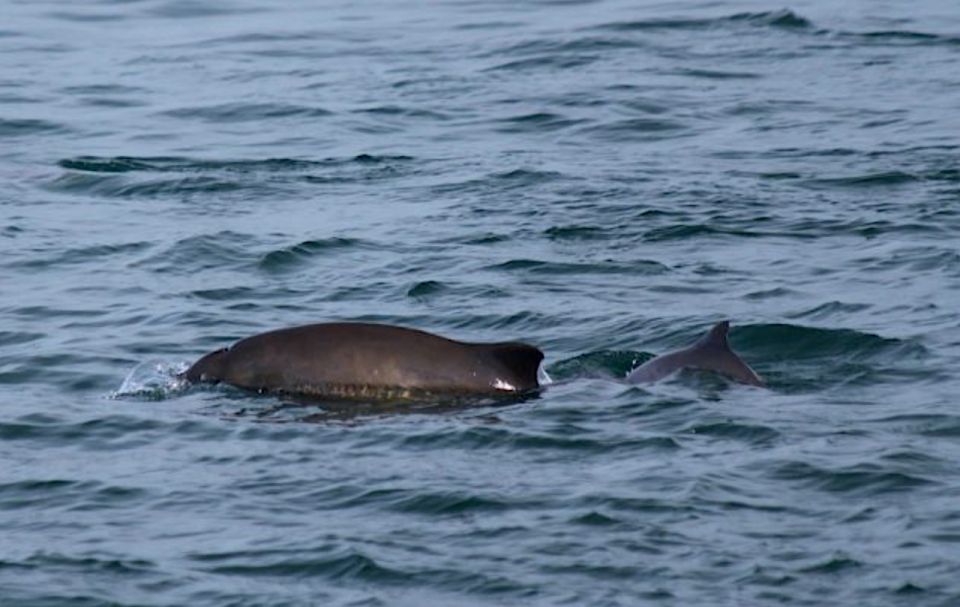 Victoria: Marine Wildlife & Whale Watch Tour - Tour Details