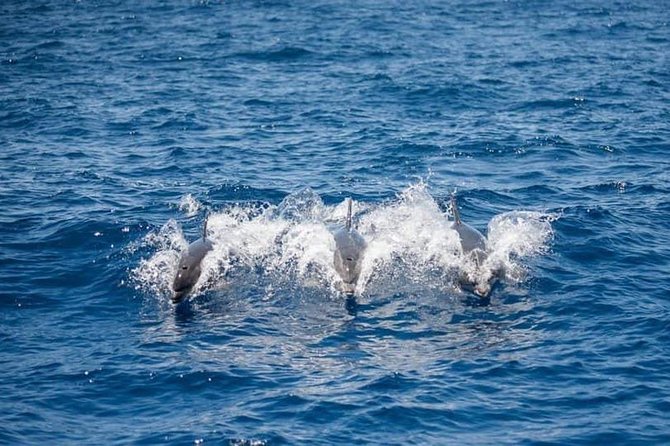 Whale and Dolphin Watching Yacht Trip in Puerto Colon - Tour Details
