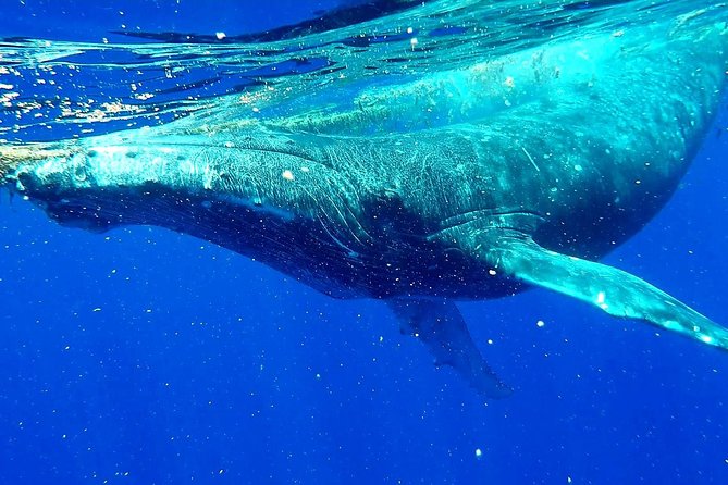 Whale Tour - Observe and Swim With Whales - Tour Details