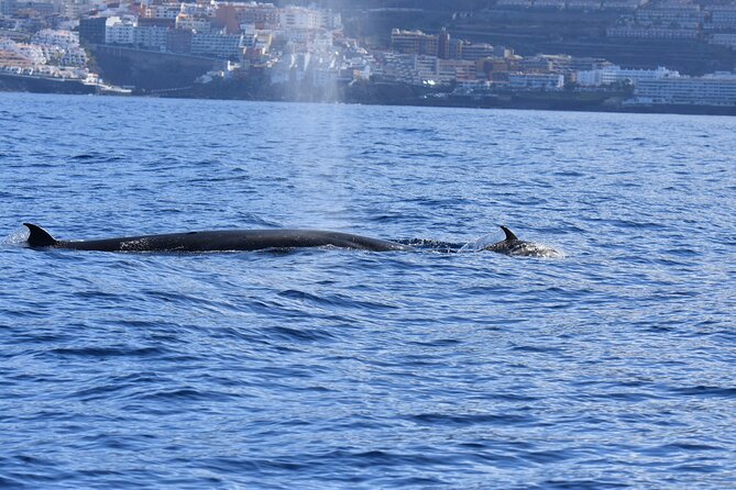 Whale Watching in Los Gigantes for Over 11 Years - Small-Group Excursion Details