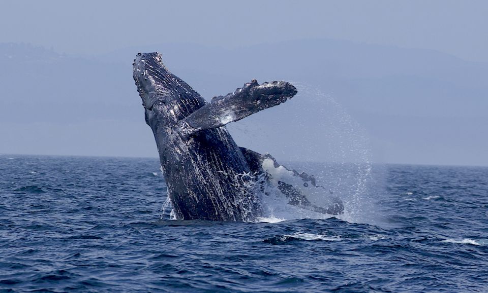 Whale Watching Tour in Victoria, BC - Tour Details