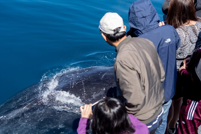 Wilsons Prom Whale Cruise