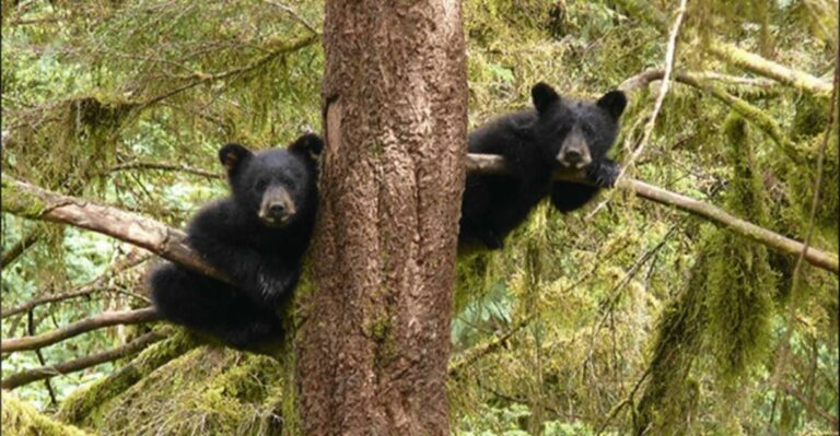 Wrangell: Anan Bear and Wildlife Viewing Adventure
