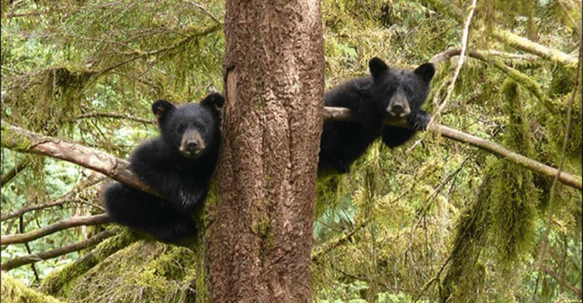 Wrangell: Anan Bear and Wildlife Viewing Adventure - Booking Information