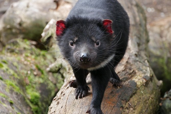 1-Hour Tasmanian Devil Feeding Day Tour at Cradle Mountain - Meeting Point and Logistics