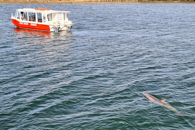 90 Minute Port River Dolphin & Ships Graveyard Cruise - What to See and Experience