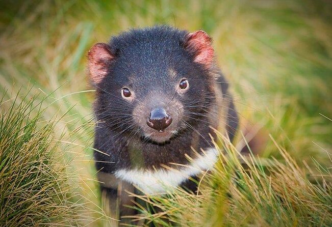 After Dark Tasmanian Devil Feeding Tour at Cradle Mountain - What to Expect at Night