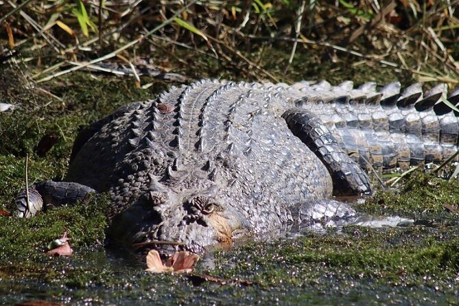 Afternoon Tour Mossman Gorge & Daintree River From Port Douglas - Cruise and Wildlife Spotting Experience