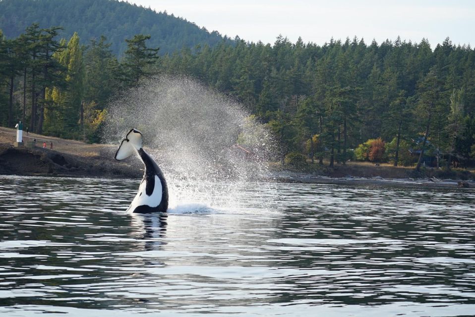 Anacortes: Whale Watching Boat Tour With Guide - Tour Description and Inclusions