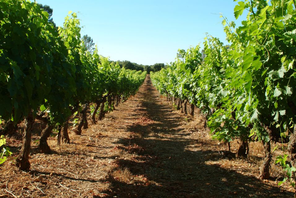 Bandol and Cassis: Full Day Wine Tour From Marseille - Inclusions and Exclusions