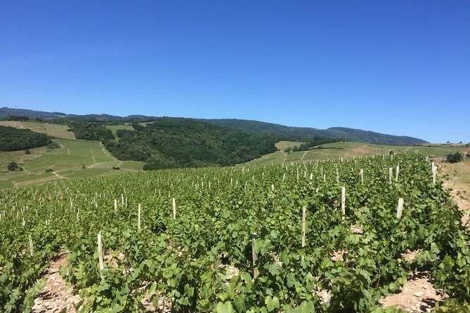 Beaujolais Wines & Castles - Private Tour - Half Day - Inclusions and Experiences