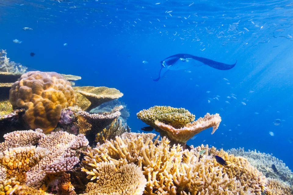 Big Island: Snorkel With Manta Rays - Manta Guarantee - Experience Details