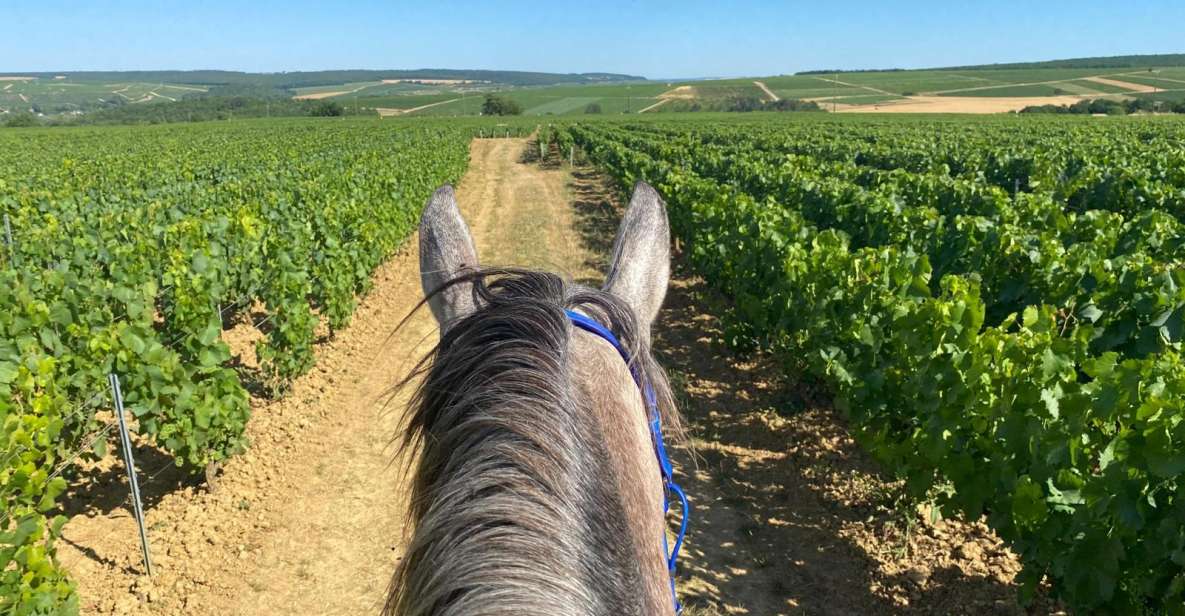 Burgundy : Horse Riding Tour in Chablis - Ride Options and Pricing