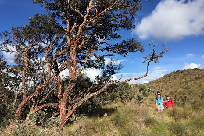Cajas National Park Small-Group Tour From Cuenca - Tour Highlights and Itinerary
