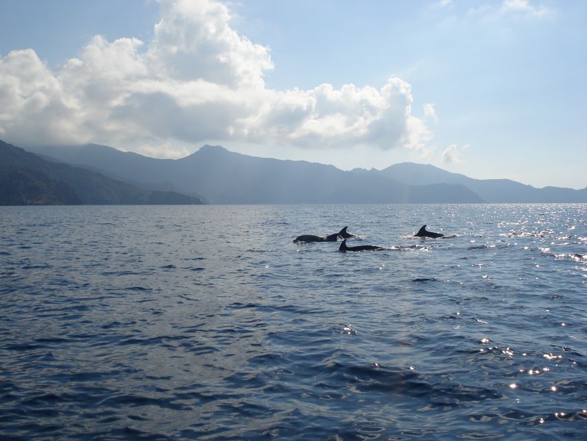 Calvi: Private Speedboat Tour to Wild Beaches With Aperitif - Experience Highlights