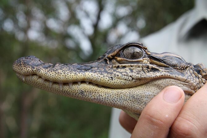 Central Coast Private Tour From Sydney, With Australian Reptile Park Option - Safety Measures and Precautions