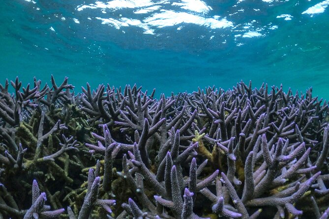 Coral By Kayak - Ningaloo Reef Half Day Kayak & Snorkel Tour - Essential Tour Information